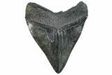 Fossil Megalodon Tooth - South Carolina #293934-2